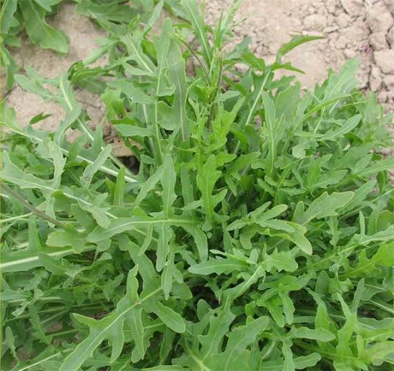 خواص غذایی آروگولا