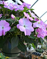 I first saw these beautiful hanging flower baskets in victiria, bc when i was there for a scientific. Top Hanging Baskets For Full Sun Fairview Garden Center