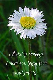 Perception Or Fact Whoknows Simply An Infinite Beauty To Witness Daisy Flowers Quote Words Daisy Love Daisy Flower Daisy Meaning