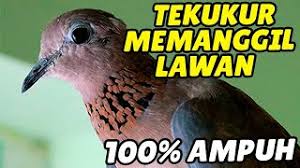 Mother hunting bahasa indonesia / baca auto huntin. Derkuku Herunterladen