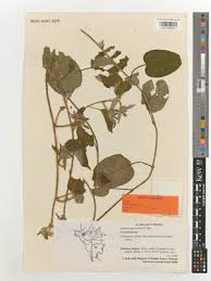 Image result for Ipomoea heterotricha