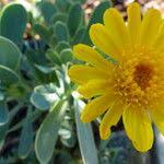 Image result for Hertia