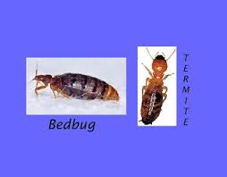 Bug boys pest control offers military, veteran, and senior citizen discounts on do you wonder if you have a termite issue? Termites And Bed Bugs Striking Fear Into Hearts Of Homeowners Slug A Bug Pest Control