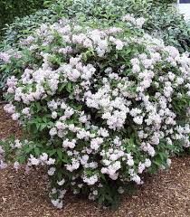 Image result for Deutzia x hybrida ′Mont Rose