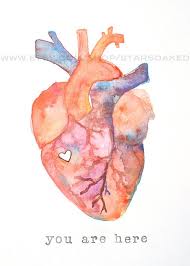 Anatomy Of Love Human Heart Watercolor Print Anatomical Heart Art Anatomy Art Medical Art