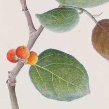 Image result for Ficus muelleriana