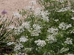 Image result for Coriandrum sativum