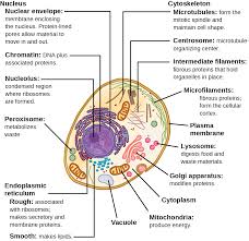 Unlike animal cells, plant cells possess cell wall and large vacuole. Eukaryotic Cells Biology 2e
