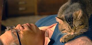 Chega aê pra conferir mais esse cantarolante episódio de os piores filme do mundo do super oito. Cats Film 2019 Reviews