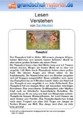 Ein übungsblatt zum thema deklination. Sachtexte Lesen Deutsch Klasse 3 Grundschulmaterial De