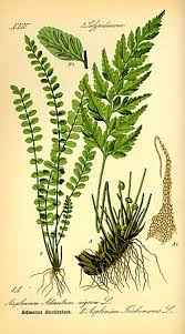 Image result for Asplenium uhligii