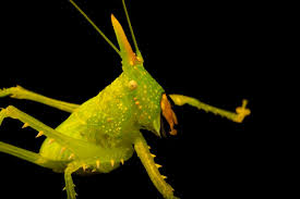 Image result for Rinorea elliptica