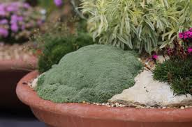 Image result for Entada arenaria