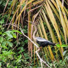 🌴 Día 1: ¡Inicia el Camino de Costa Rica! 🥾✨ Navegamos por el canal  Goshen y la Laguna Madre de Dios con nuestro capitán Julio Knight, rodeados  de monos, perezosos y basiliscos.