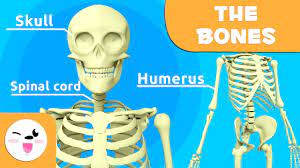 However with the help of pinterest i was able to find some great cutouts. The Skeletal System Educational Video About Bones For Kids Https Youtu Be Vhccgrnssog Youtube