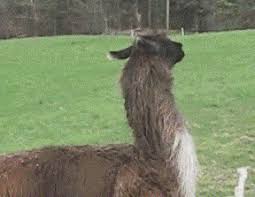 First, gender is not the only factor in power dynamics. Funny Gif For A Moment Of Fun Do You Dare To Approach Such A Girl Daydaynews