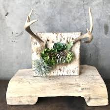 To avoid breakage, make sure the method and hangers you use will hold your plates securely. Reclaimed Wood Succulent Antler Wall Art Junk In The Trunk Vintage Market