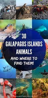 The abundance of friendly and plentiful wildlife makes the galapagos islands a perfect destination for animal lovers. 30 Galapagos Islands Animals And Where To Find Them