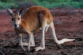 Kangaroo Symbolism Kangaroo Meaning Kangaroo Totem Kangaroo Dream Australia Animals Animal Spirit Guides Spirit Animal Totem