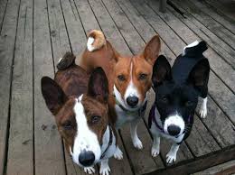 Why buy a basenji puppy for sale if you can adopt and save a life? Basenji Dog Pictures All Puppies Pictures And Wallpapers Basenji Dogs Dog Breeds Dogs