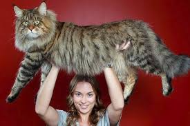 It may even be the numerical average, if all the underweight feral cats in the world balance the overweight pet cats. Ten Of The Worlds Biggest Breeds Of Cats You Can Have As A Pet