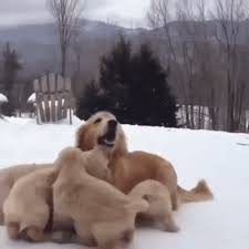 Animated Gif Dogs Playing In The Snow Cute Dogs Dogs And Puppies Puppies