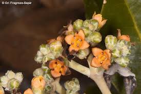 Image result for Avicennia marina