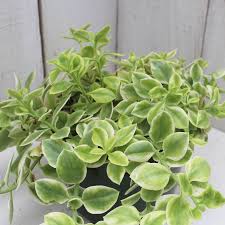 Image result for Aptenia