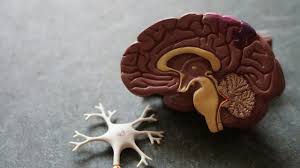 Image result for Choroid