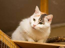 Dabei sind vor allem kissen, spielzeuge oder kratzbäume aus dem alten zuhause des tieres gemeint. Tierheimkatze Erziehen Fellnase An Neues Zuhause Gewohnen