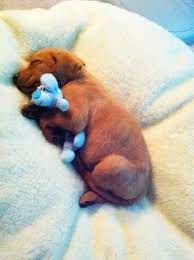 This Little Puppy Got Tired From Eating All His Roast Beef Puppy Cuddles Cute Animal Pictures Cute Animals