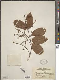 Image result for Homalium dentatum