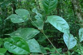 Image result for Rinorea brachypetala