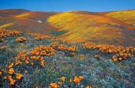 Dodo was absolutely fascinated by the smell of the flowers. Antelope Valley Poppy Reserve In California Amusing Planet