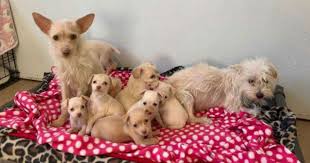 50 Ways Dogs Communicate With You Dogs Puppies Dogs And Puppies