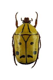 Pachnoda Picturata Collection Of The Belgian Royal Family Cetoniidae Insectes