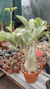 Image result for Cyphostemma saxicola