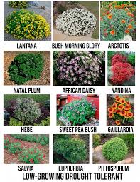 Shrubs come in all shapes, sizes, colors and textures ready for you to create a design that fulfills your special needs. Creative Landscape Ideas With Big Impact Drought Tolerant Garden Front Yard Landscaping Design Creative Landscape