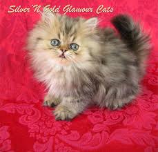 Welcome to our siberian adoption page. Teacup Cat Definately On The Top Of My Want List Teacup Cats Angora Cats Teacup Kitten