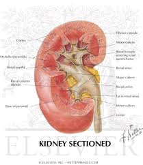 Check spelling or type a new query. Kidney Sectioned