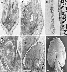 Image result for Bersama swynnertonii