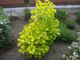 Cotinus coggygria 'lilla' zoom hover. Baumschule Eggert Blutenstraucher Baumschulen Heckenpflanzen Peruckenstrauch Lilla Cotinus Coggygria Lilla Direkt Von Der Baumschule Bestellen