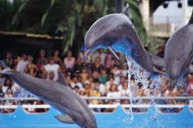 In case you decide to follow this career path, you can expect to earn anywhere between $24.000 and $72.000 annually. Dolphin Trainer Job Requirements