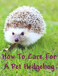 How Much Work And Care Does A Pet Hedgehog Require Hedgehog Pet Low Maintenance Pets Pets