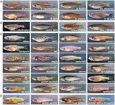Pin On Fish