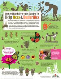 10 Ways To Help Bees And Butterflies Insect Pollinators Bee Lawn Care
