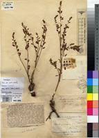 Image result for Aeschynomene mossoensis