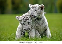 White Tiger Cub Images Stock Photos Vectors Shutterstock