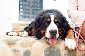 But, you do want to talk to the breeder about the other dog breed in the mix. We Can T Handle How Excited This Bernese Mountain Dog Is For His New Baby Sibling Daily Paws