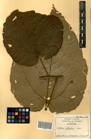 Image result for Cordia millenii